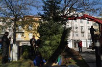 Нова елха пред сградата на Община Пловдив